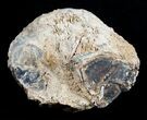 Blue Forest Petrified Wood Limb Section - / lbs #3283-4